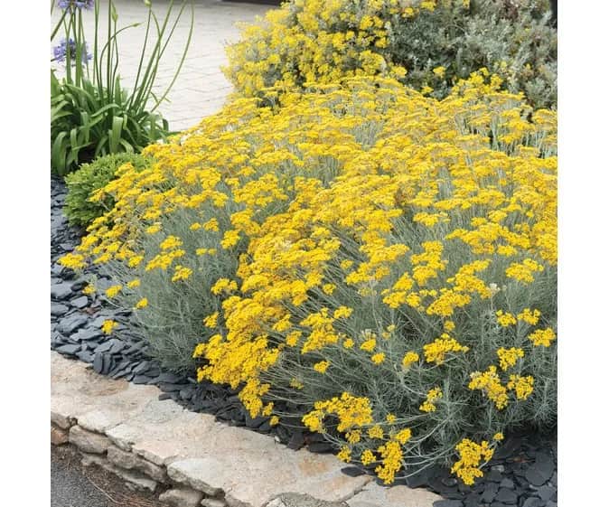 Curry jak rośnie: Kluczowe warunki i pielęgnacja rośliny curry Curry jak rośnie: Kluczowe warunki i pielęgnacja rośliny curry